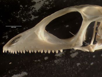 Media type: image;   Herpetology R-107078
